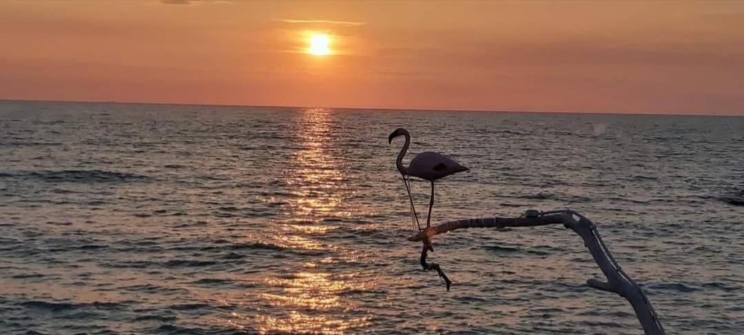 Hotel Affreschi Sul Mare Marina Di Pisa Exteriér fotografie